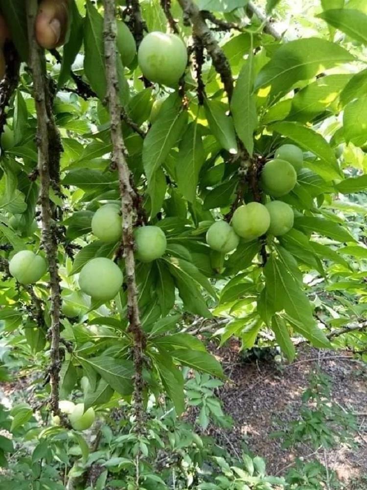 Mận cơm đầu mùa, chua chua, chát nhẹ giúp chị em chống ngấy sau thời gian ăn Tết cao đạm-2