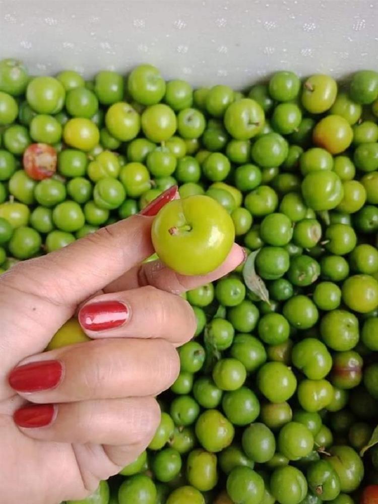 Mận cơm đầu mùa, chua chua, chát nhẹ giúp chị em chống ngấy sau thời gian ăn Tết cao đạm-3