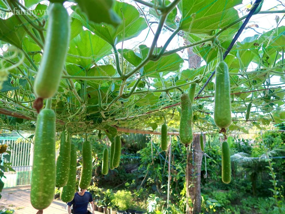 Khu vườn sai trĩu của chàng trai bị liệt hai chân, ngồi trên xe lăn chăm rau, quả mỗi ngày-3