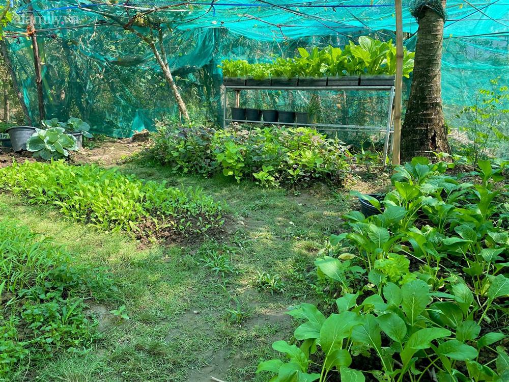 Khu vườn sai trĩu của chàng trai bị liệt hai chân, ngồi trên xe lăn chăm rau, quả mỗi ngày-6