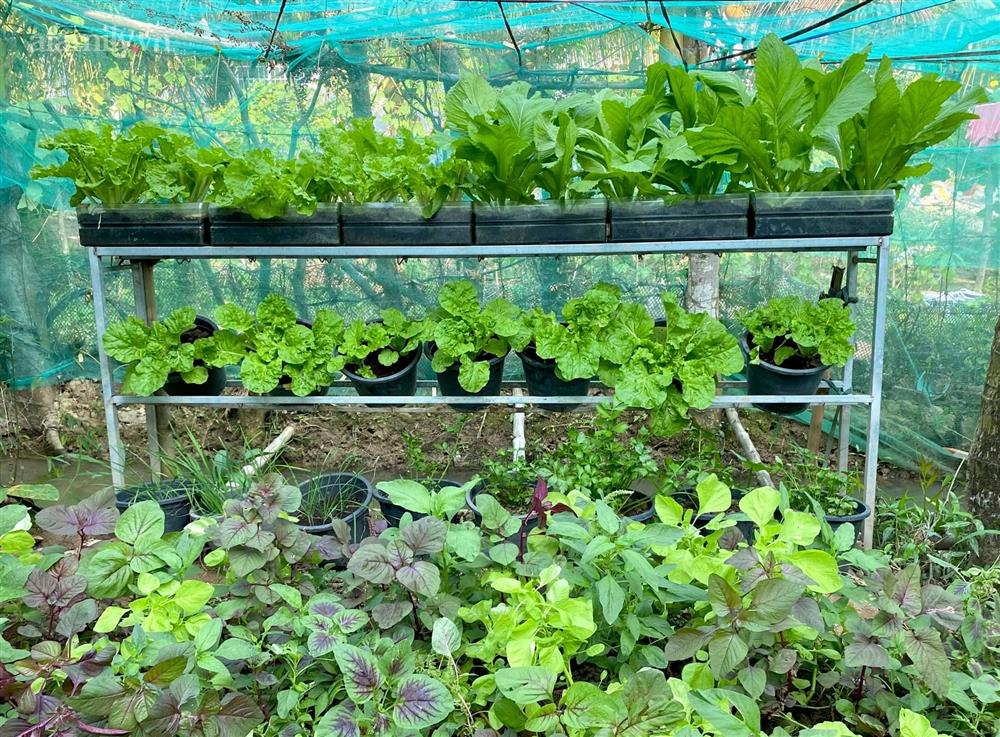 Khu vườn sai trĩu của chàng trai bị liệt hai chân, ngồi trên xe lăn chăm rau, quả mỗi ngày-7