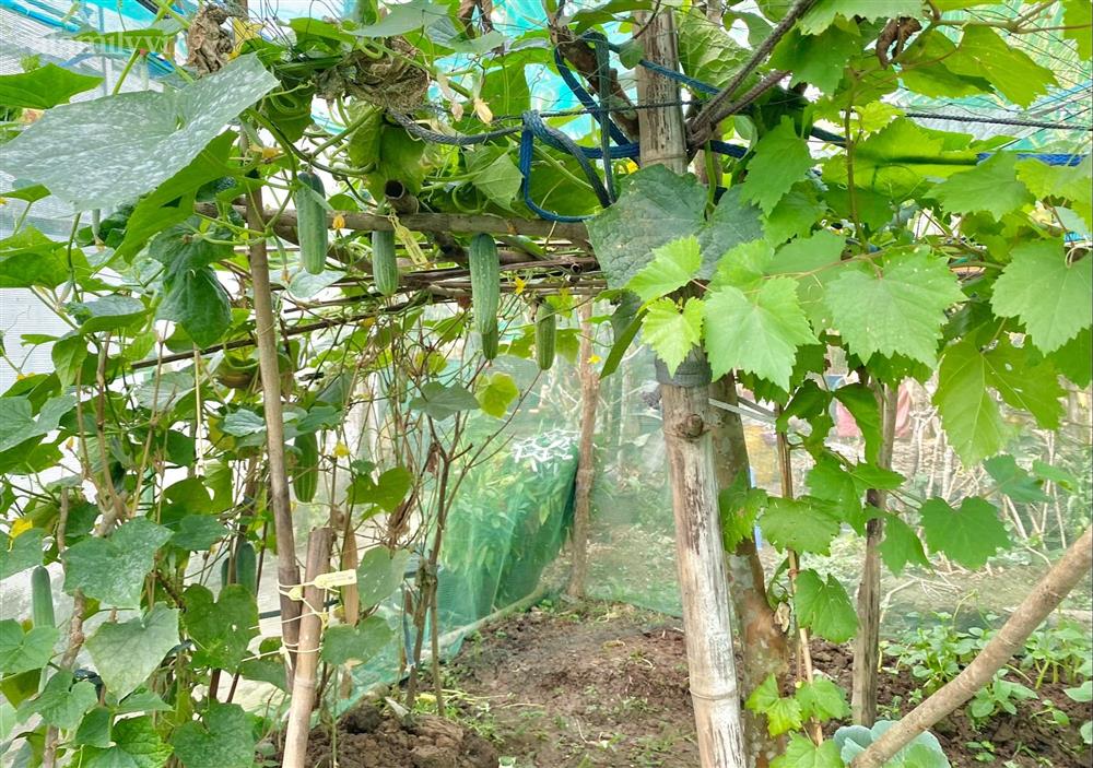 Khu vườn sai trĩu của chàng trai bị liệt hai chân, ngồi trên xe lăn chăm rau, quả mỗi ngày-10