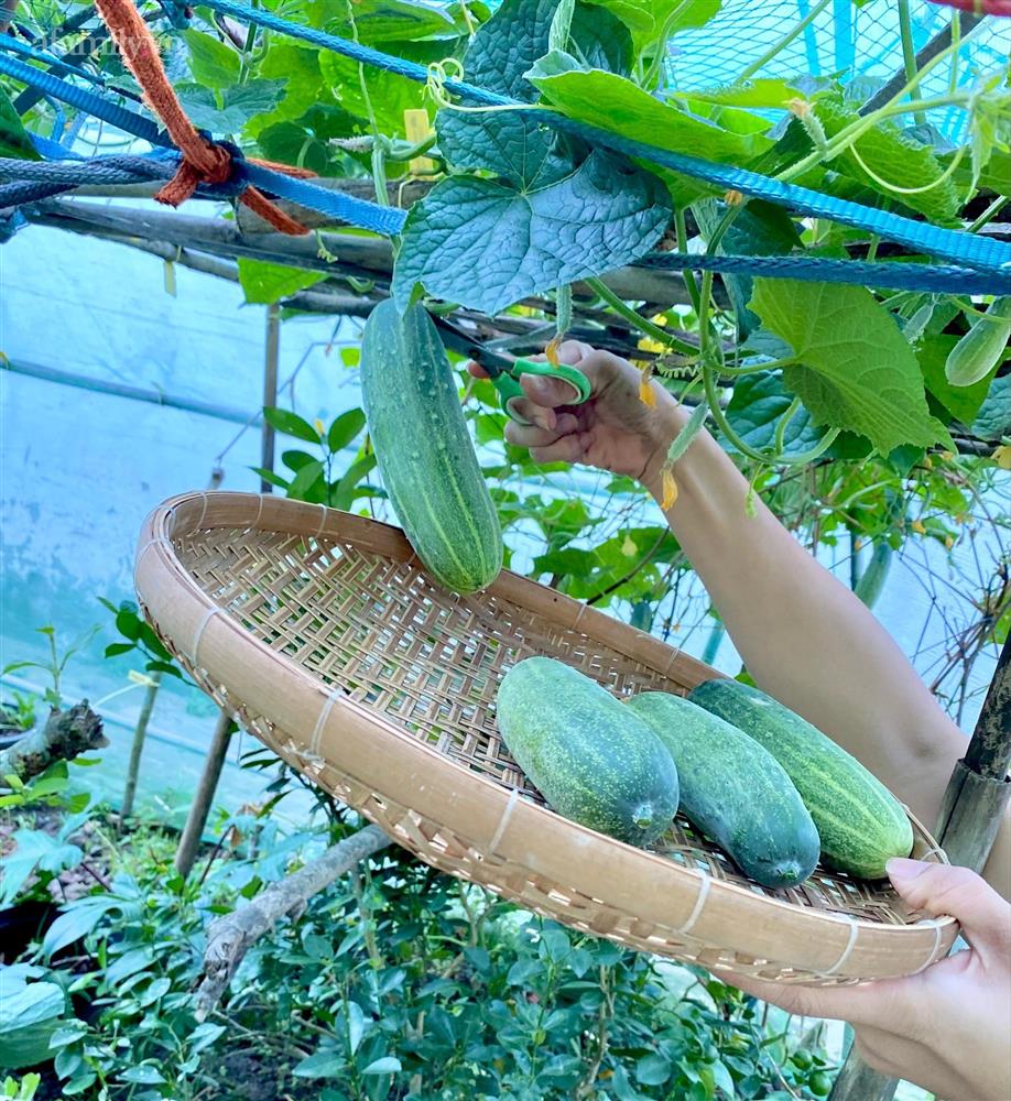 Khu vườn sai trĩu của chàng trai bị liệt hai chân, ngồi trên xe lăn chăm rau, quả mỗi ngày-11