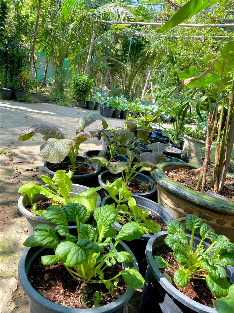 Khu vườn sai trĩu của chàng trai bị liệt hai chân, ngồi trên xe lăn chăm rau, quả mỗi ngày-12