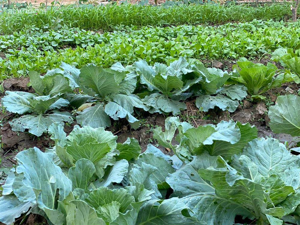 Khu vườn sai trĩu của chàng trai bị liệt hai chân, ngồi trên xe lăn chăm rau, quả mỗi ngày-9