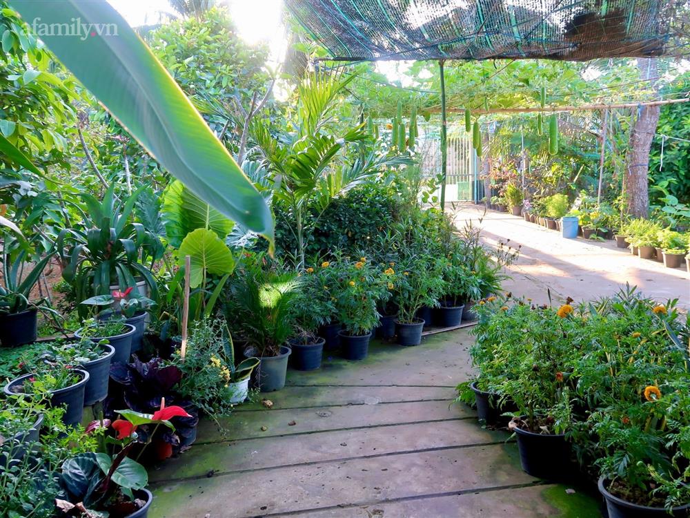 Khu vườn sai trĩu của chàng trai bị liệt hai chân, ngồi trên xe lăn chăm rau, quả mỗi ngày-13