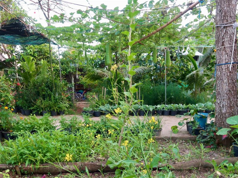 Khu vườn sai trĩu của chàng trai bị liệt hai chân, ngồi trên xe lăn chăm rau, quả mỗi ngày-14