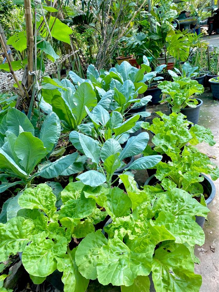 Khu vườn sai trĩu của chàng trai bị liệt hai chân, ngồi trên xe lăn chăm rau, quả mỗi ngày-15