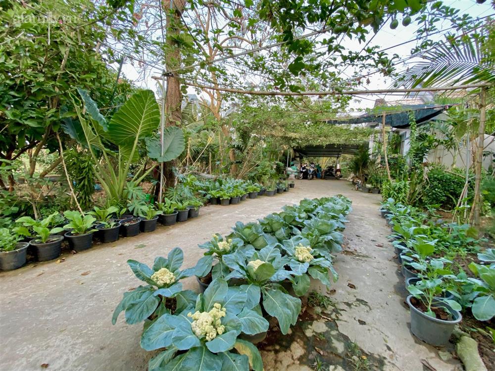 Khu vườn sai trĩu của chàng trai bị liệt hai chân, ngồi trên xe lăn chăm rau, quả mỗi ngày-17