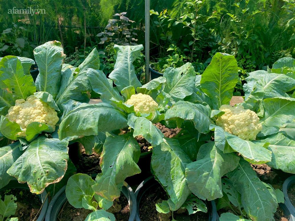 Khu vườn sai trĩu của chàng trai bị liệt hai chân, ngồi trên xe lăn chăm rau, quả mỗi ngày-18