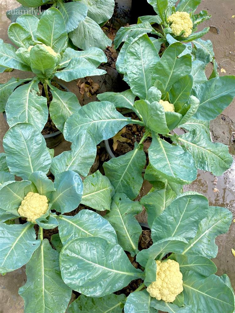 Khu vườn sai trĩu của chàng trai bị liệt hai chân, ngồi trên xe lăn chăm rau, quả mỗi ngày-19