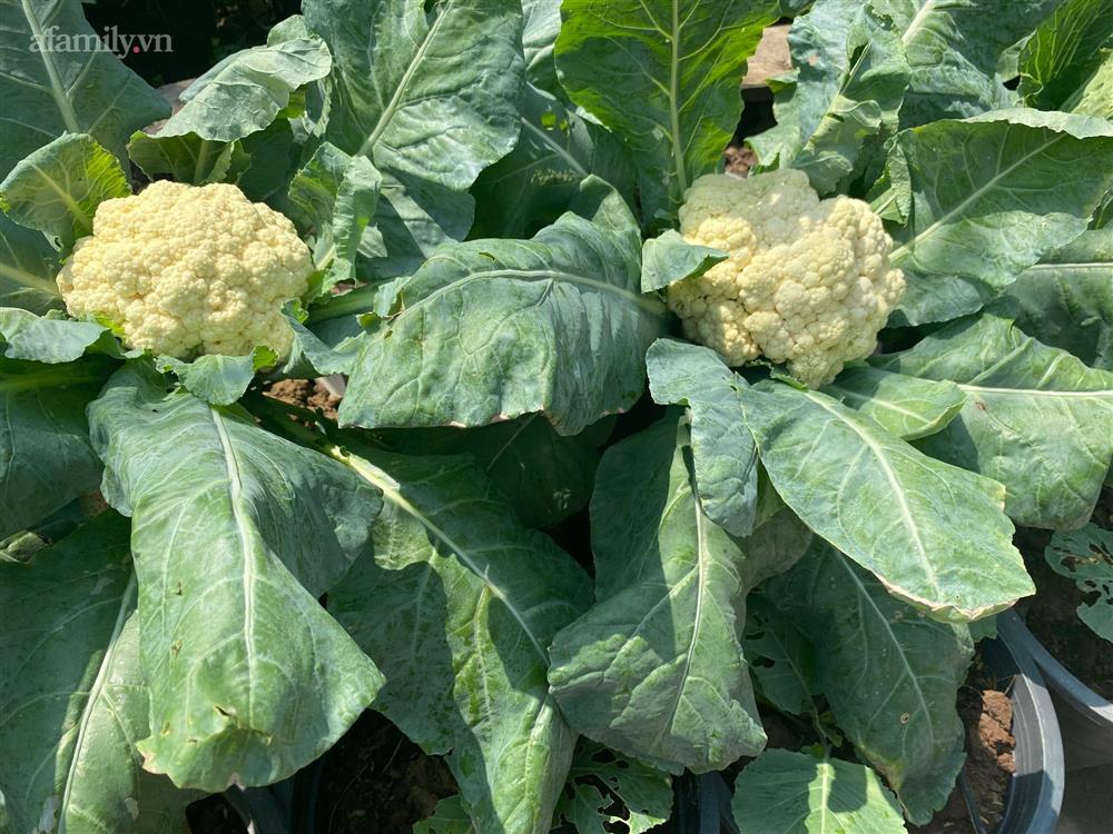 Khu vườn sai trĩu của chàng trai bị liệt hai chân, ngồi trên xe lăn chăm rau, quả mỗi ngày-20