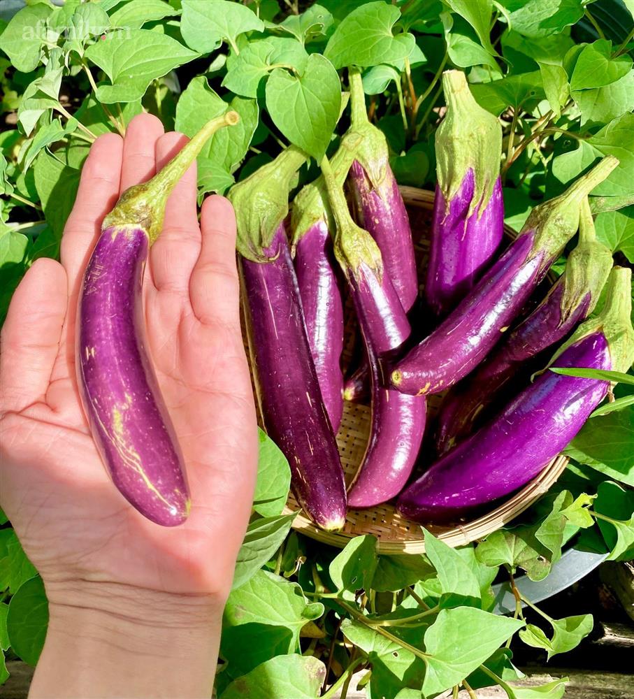 Khu vườn sai trĩu của chàng trai bị liệt hai chân, ngồi trên xe lăn chăm rau, quả mỗi ngày-21