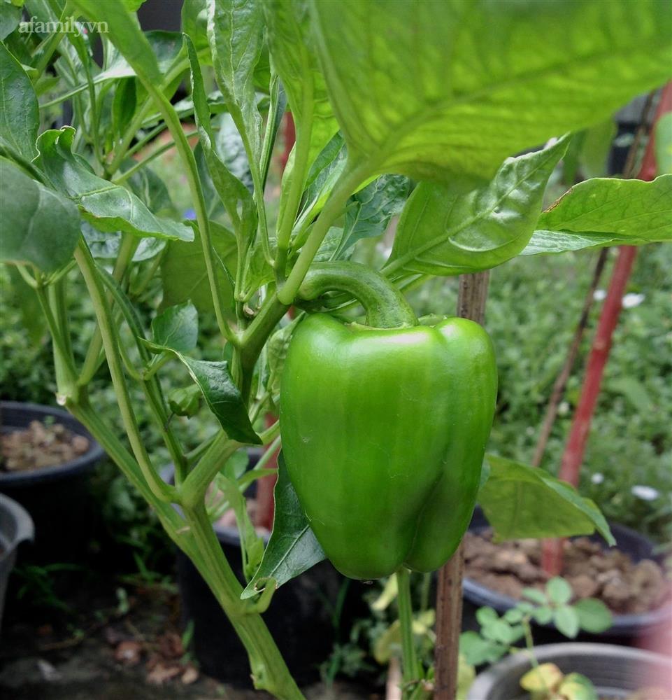 Khu vườn sai trĩu của chàng trai bị liệt hai chân, ngồi trên xe lăn chăm rau, quả mỗi ngày-22