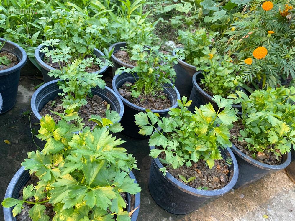 Khu vườn sai trĩu của chàng trai bị liệt hai chân, ngồi trên xe lăn chăm rau, quả mỗi ngày-24