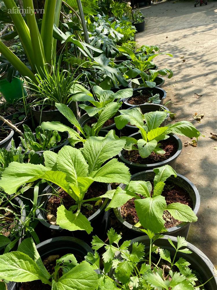 Khu vườn sai trĩu của chàng trai bị liệt hai chân, ngồi trên xe lăn chăm rau, quả mỗi ngày-25