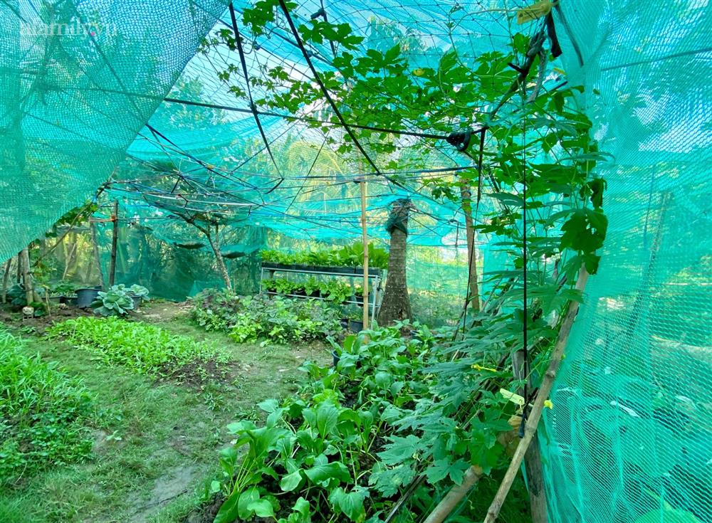 Khu vườn sai trĩu của chàng trai bị liệt hai chân, ngồi trên xe lăn chăm rau, quả mỗi ngày-26