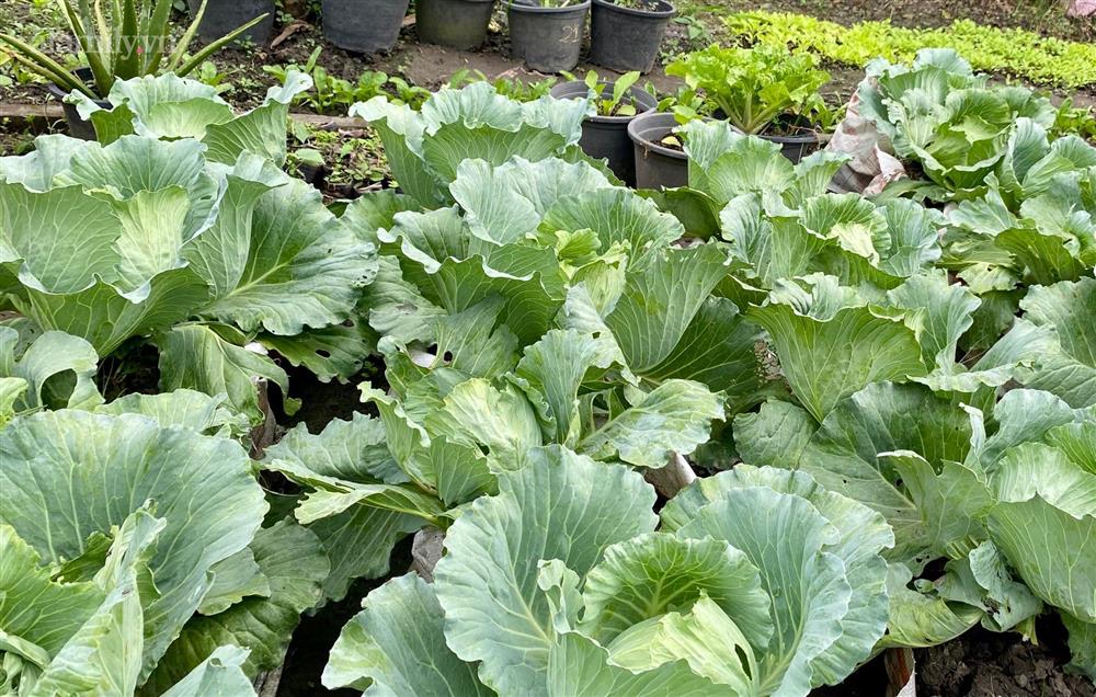 Khu vườn sai trĩu của chàng trai bị liệt hai chân, ngồi trên xe lăn chăm rau, quả mỗi ngày-27