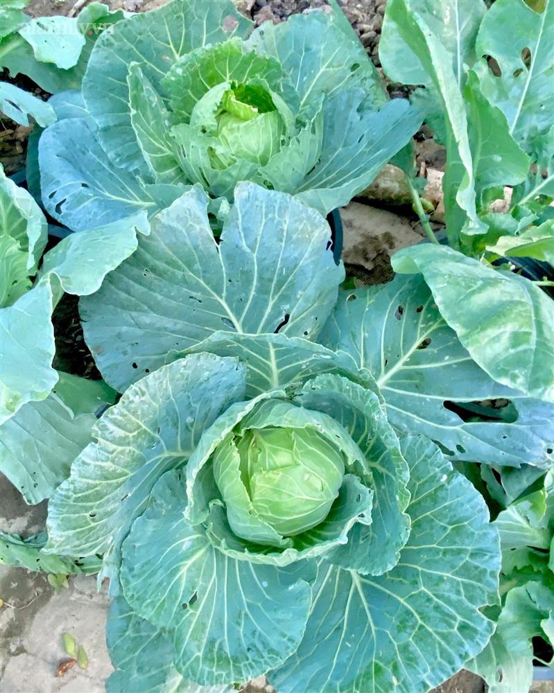 Khu vườn sai trĩu của chàng trai bị liệt hai chân, ngồi trên xe lăn chăm rau, quả mỗi ngày-28