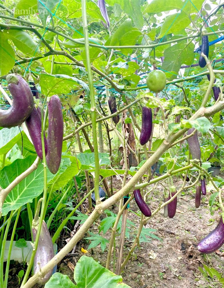 Khu vườn sai trĩu của chàng trai bị liệt hai chân, ngồi trên xe lăn chăm rau, quả mỗi ngày-32