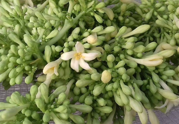 Nhà nào có loại hoa này thì quý như vàng: Đem ngâm với mật ong vừa làm siro chữa ho siêu đỉnh vừa giúp trẻ hóa mạch máu, phòng tránh tiểu đường, ung thư-1