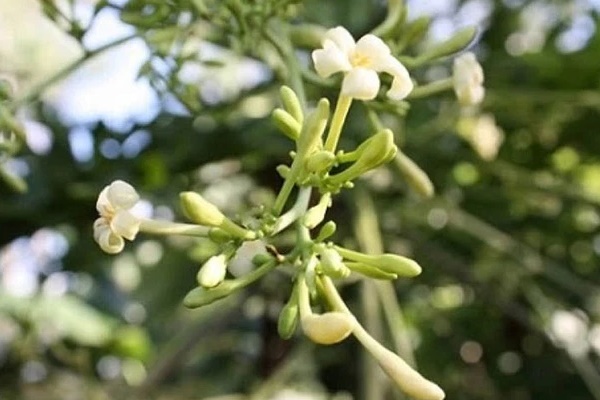 Nhà nào có loại hoa này thì quý như vàng: Đem ngâm với mật ong vừa làm siro chữa ho siêu đỉnh vừa giúp trẻ hóa mạch máu, phòng tránh tiểu đường, ung thư-8
