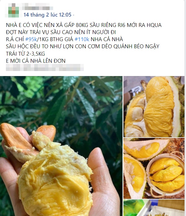 Giá sầu riêng tăng mạnh nhất ở Tiền Giang, đắt gấp ba lần năm trước-7