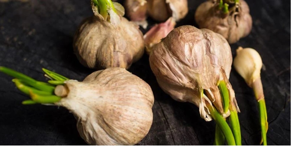 Đều là tỏi, loại vỏ tím tốt hơn hay loại vỏ trắng tốt hơn: Đa số bà nội trợ không biết câu trả lời-2