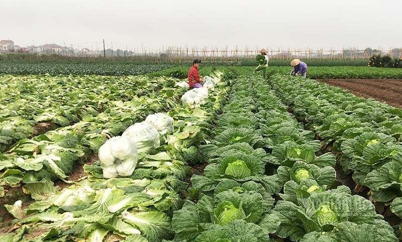 Rau tăng giá chóng mặt, rét thấu xương ra đồng hái bán lãi 400 triệu/ha-2