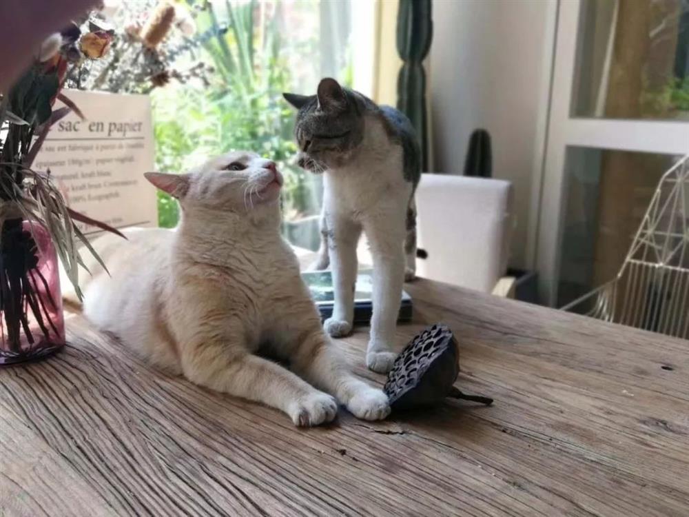 Nữ phóng viên nghỉ việc để cải tạo nhà xưởng cũ 600m² thành ngôi nhà ngập tràn hoa-21