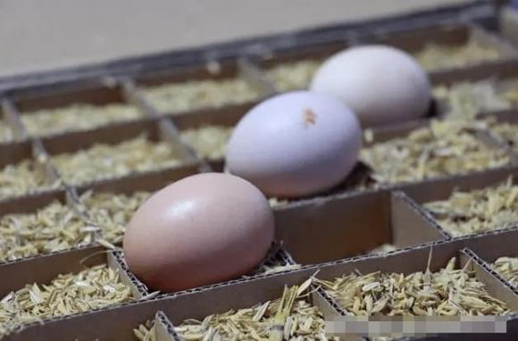 Dùng cách này bảo quản trứng hiệu quả hơn cả tủ lạnh, để 3 tháng vẫn tươi ngon, không sợ hỏng ngay cả mùa hè-5