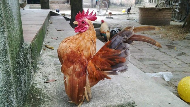 Loại gà siêu mẫu”, thích mát-xa, uống rượu, giá lên tới 50 triệu đồng/con-10