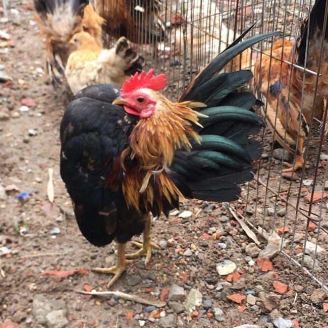 Loại gà siêu mẫu”, thích mát-xa, uống rượu, giá lên tới 50 triệu đồng/con-11