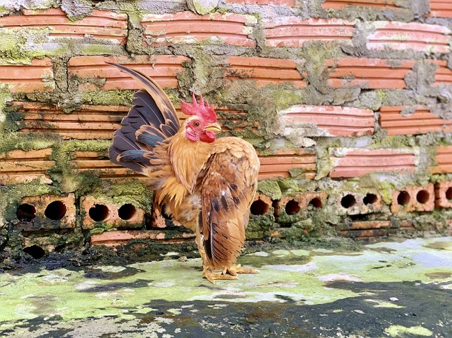 Loại gà siêu mẫu”, thích mát-xa, uống rượu, giá lên tới 50 triệu đồng/con-3