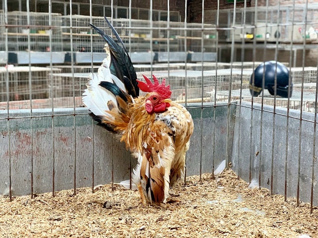 Loại gà siêu mẫu”, thích mát-xa, uống rượu, giá lên tới 50 triệu đồng/con-4