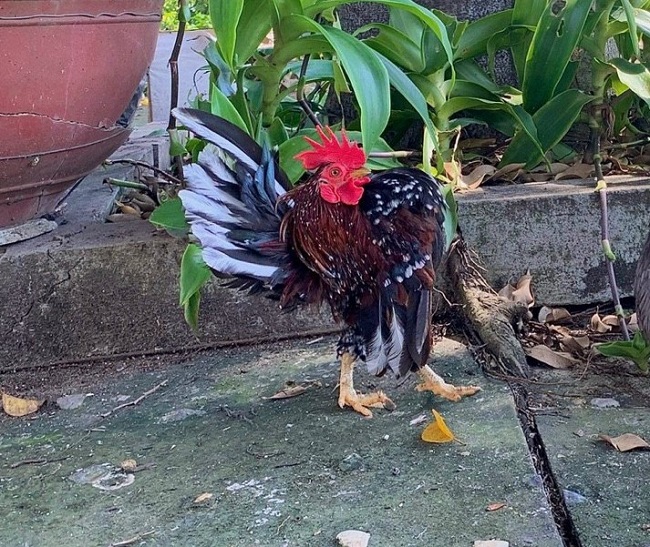 Loại gà siêu mẫu”, thích mát-xa, uống rượu, giá lên tới 50 triệu đồng/con-5