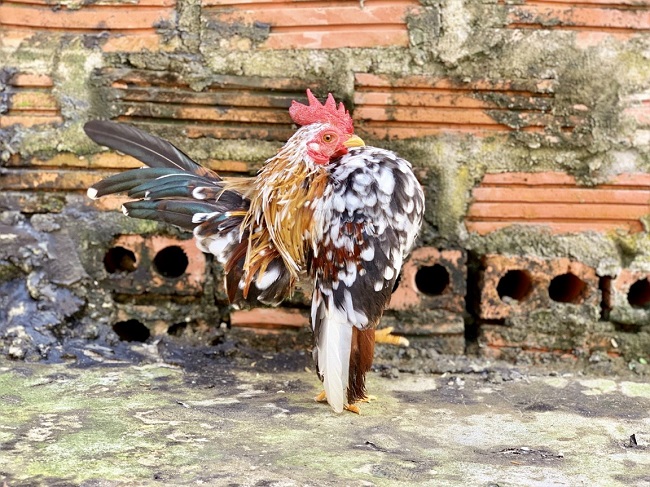 Loại gà siêu mẫu”, thích mát-xa, uống rượu, giá lên tới 50 triệu đồng/con-6