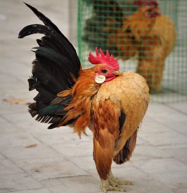 Loại gà siêu mẫu”, thích mát-xa, uống rượu, giá lên tới 50 triệu đồng/con-8