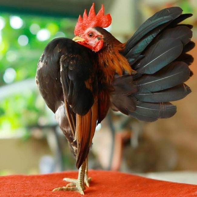 Loại gà siêu mẫu”, thích mát-xa, uống rượu, giá lên tới 50 triệu đồng/con-9