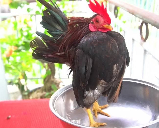 Loại gà siêu mẫu”, thích mát-xa, uống rượu, giá lên tới 50 triệu đồng/con-13