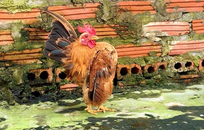 Loại gà siêu mẫu”, thích mát-xa, uống rượu, giá lên tới 50 triệu đồng/con-14