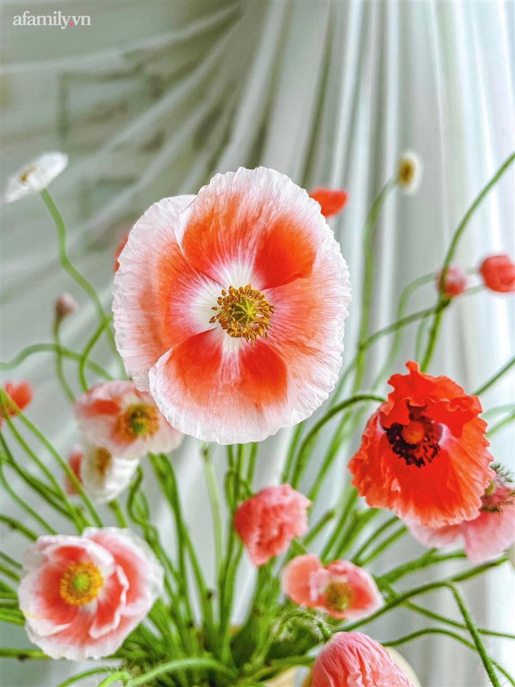 Chị em rộ mốt chơi hoa poppy kiều diễm, chưa tới 200k là được bình hoa đẹp ngây ngất-3