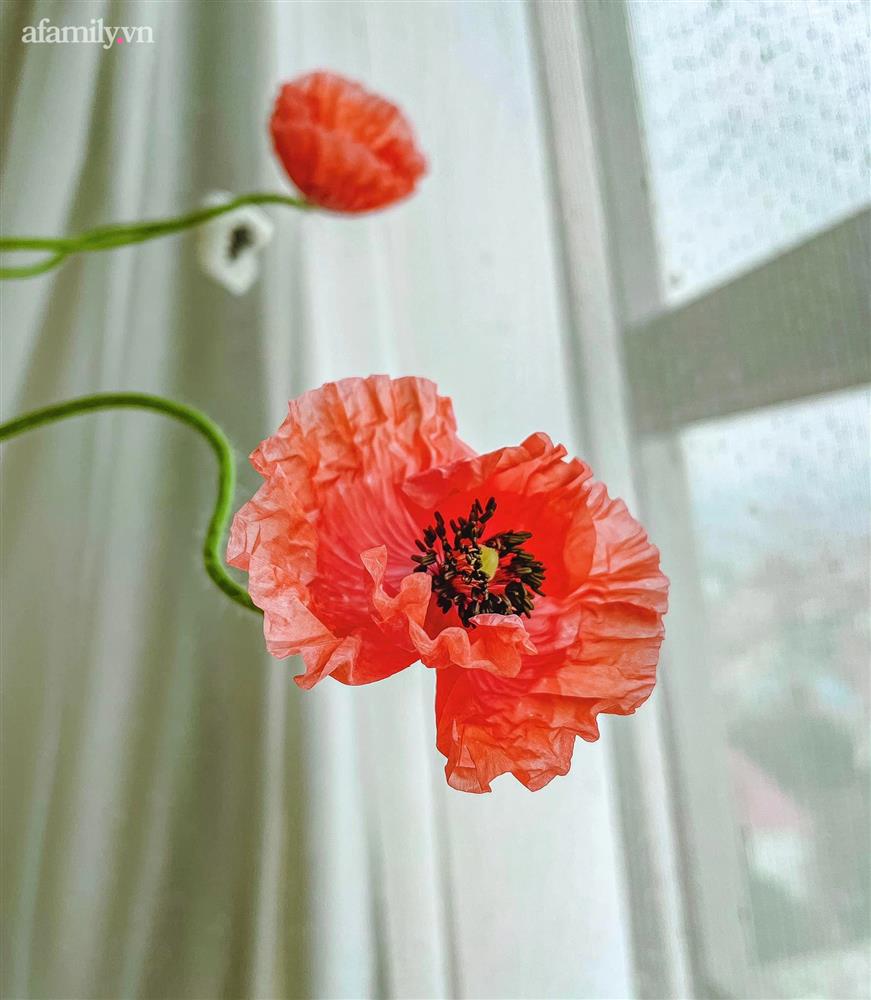 Chị em rộ mốt chơi hoa poppy kiều diễm, chưa tới 200k là được bình hoa đẹp ngây ngất-9