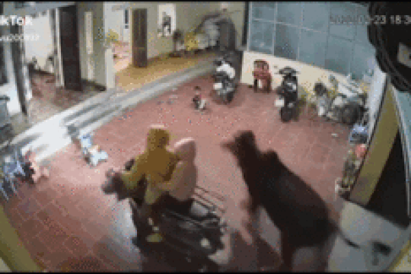 Clip: Đang được vuốt ve, bò bất ngờ nổi điên tung cước đá văng cô gái-1