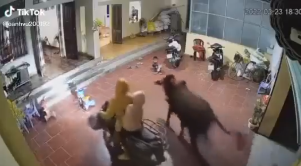 Bò điên đuổi vào tận cổng, xông hẳn vào nhà dân tấn công hai mẹ con bé gái, cảnh tượng sau đó khiến tất cả thót tim-1
