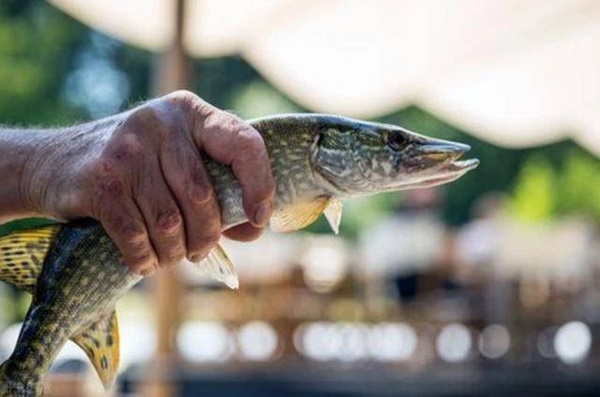 3 loại thịt mà phụ nữ sau 40 nên ăn, không chỉ giúp loại bỏ bệnh tật mà còn tăng sinh collagen làm da căng mịn, trắng sáng-2