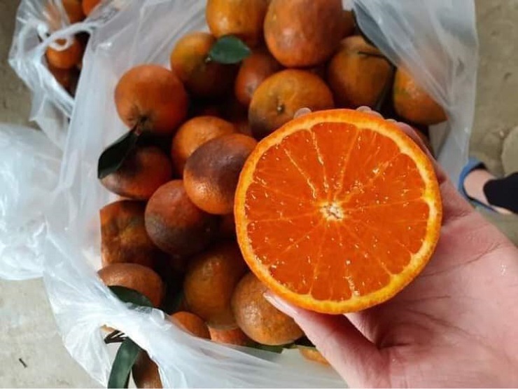 Cam sành tăng sốc 15 giá sau một đêm, tiểu thương ngậm ngùi nghỉ bán-1