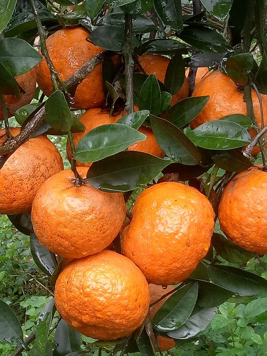 Cam sành tăng sốc 15 giá sau một đêm, tiểu thương ngậm ngùi nghỉ bán-3