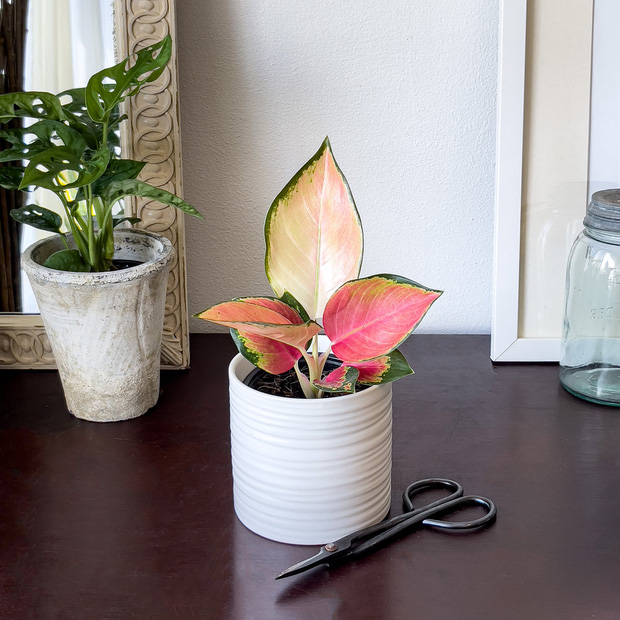 Nếu không đặt hoa trên bàn thờ, các gia chủ có thể đặt 6 loại cây may mắn này để vạn sự hanh thông, tiền bạc ùa vào như vũ bão-3