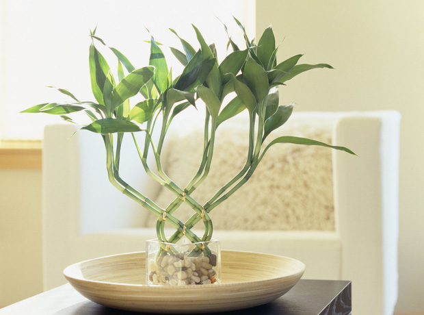 Nếu không đặt hoa trên bàn thờ, các gia chủ có thể đặt 6 loại cây may mắn này để vạn sự hanh thông, tiền bạc ùa vào như vũ bão-4